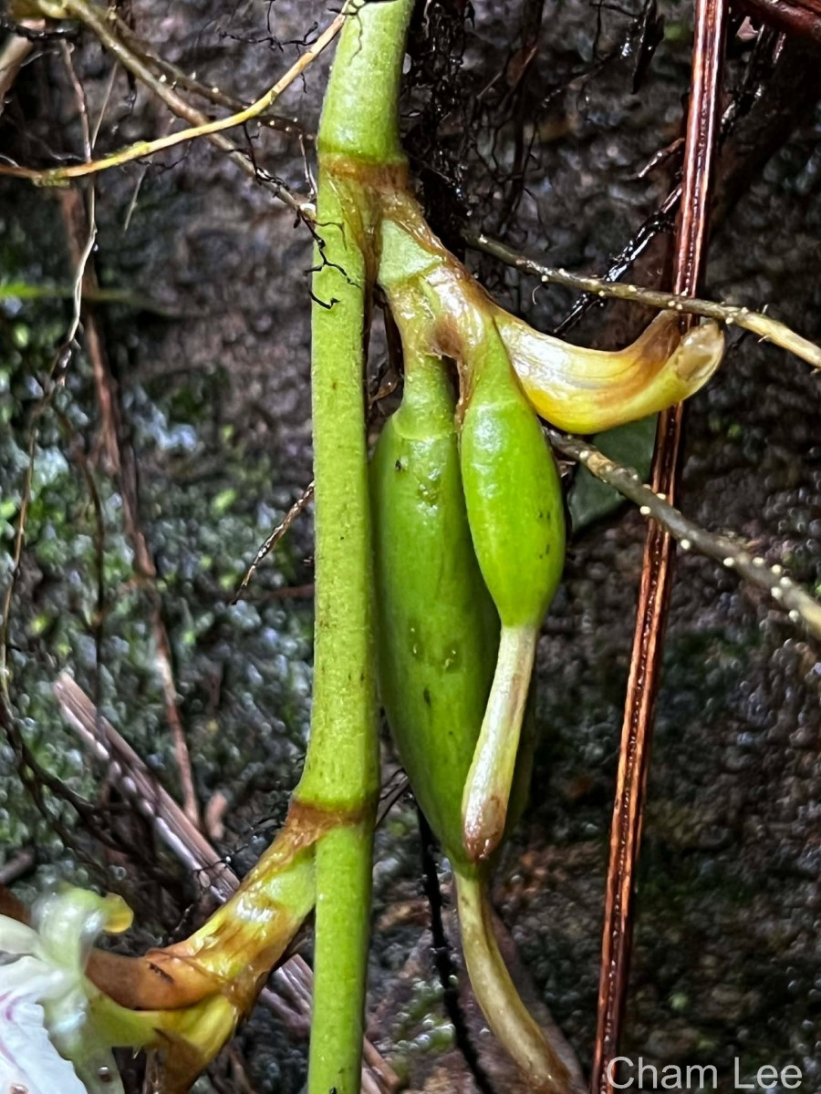 Elettaria ensal (Gaertn.) Abeyw.